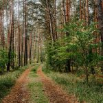 Брюховичі: ліс і відпочинок біля Львова — Брюховичі: ліс і відпочинок поруч зі Львовом