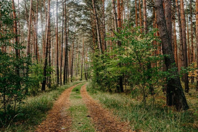 Брюховичі: ліс і відпочинок біля Львова — Брюховичі: ліс і відпочинок поруч зі Львовом